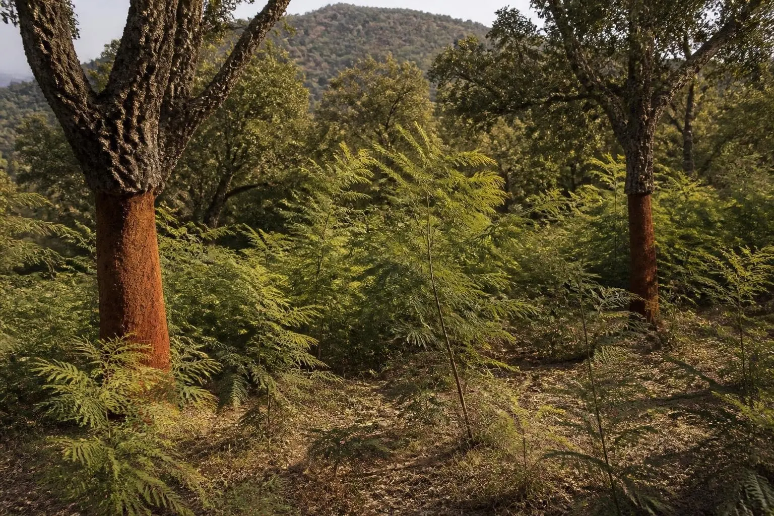 Cork oak trees with reddish stripped lower trunks standing in a dense green understorey on a wooded hillside, with hills behind