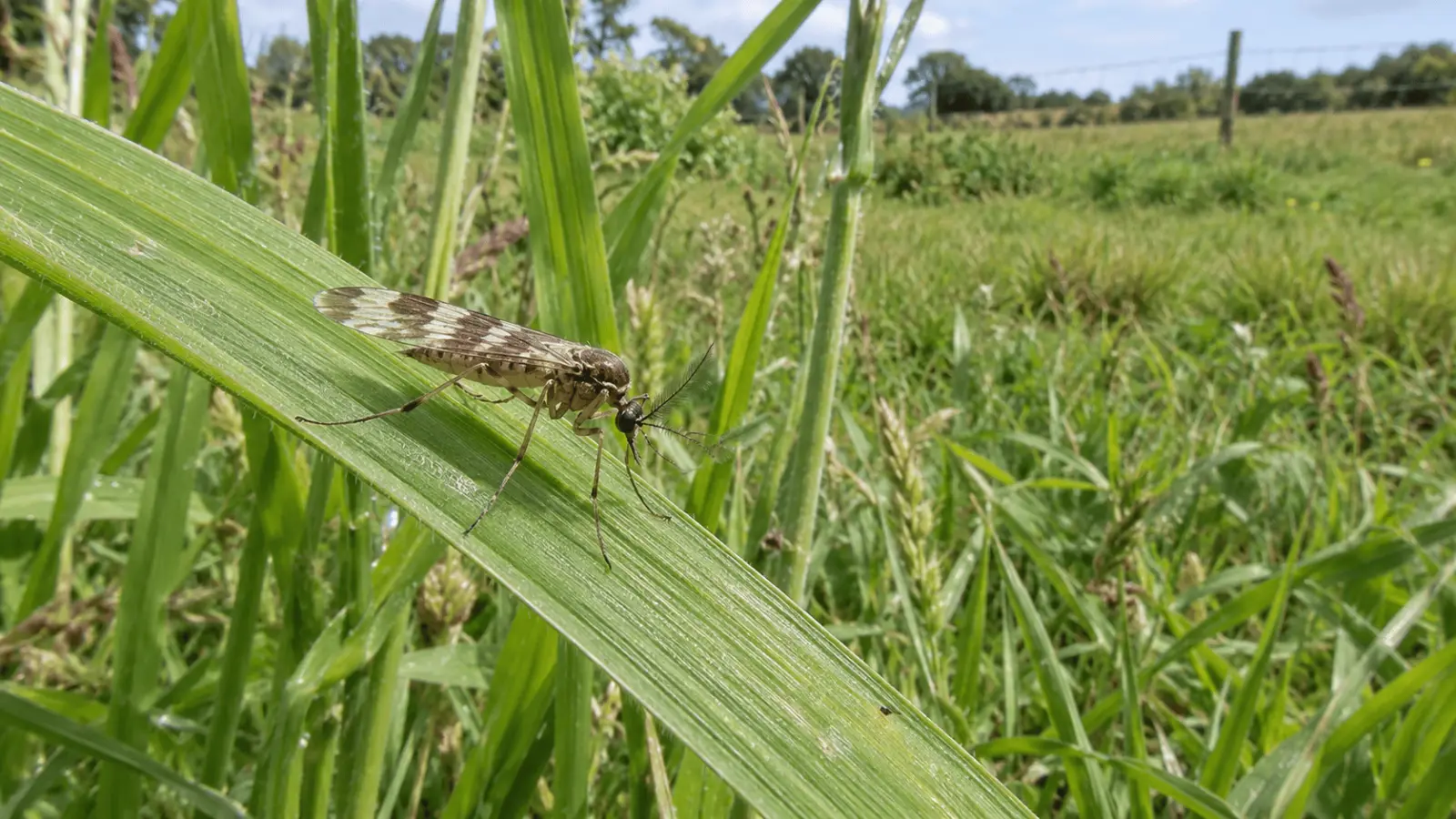 Scientific illustration of a female Culicoides biting midge showing patterned wings and mouthparts.