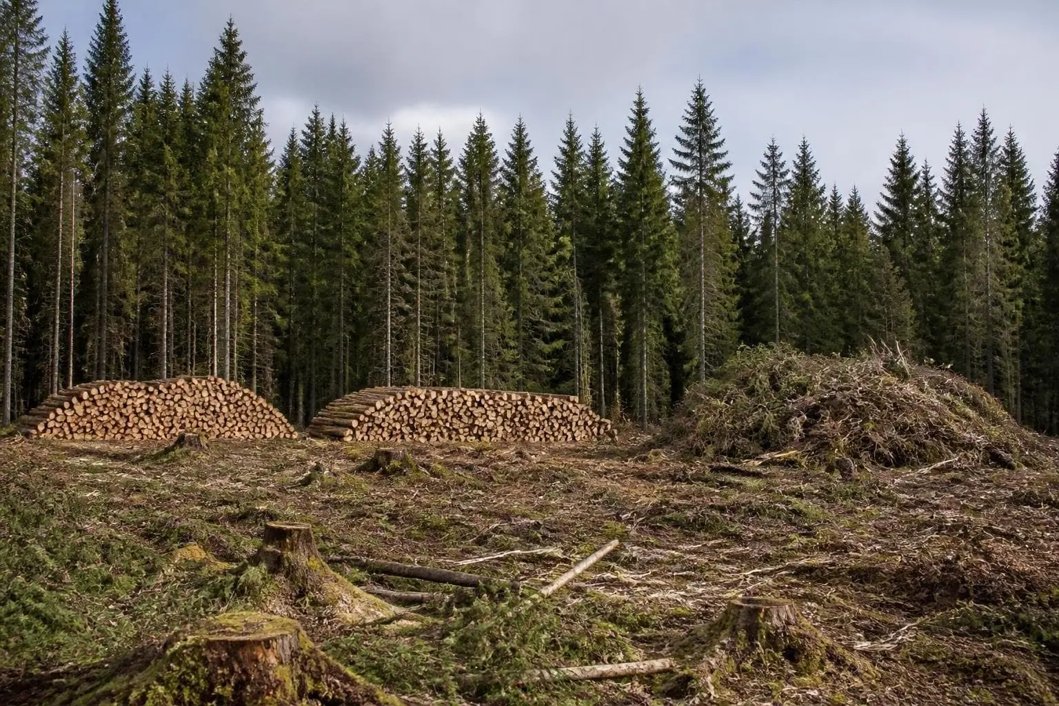 Neatly stacked spruce and pine logs and a pile of branches at the edge of a harvested clearing in a dense conifer forest under overcast northern light