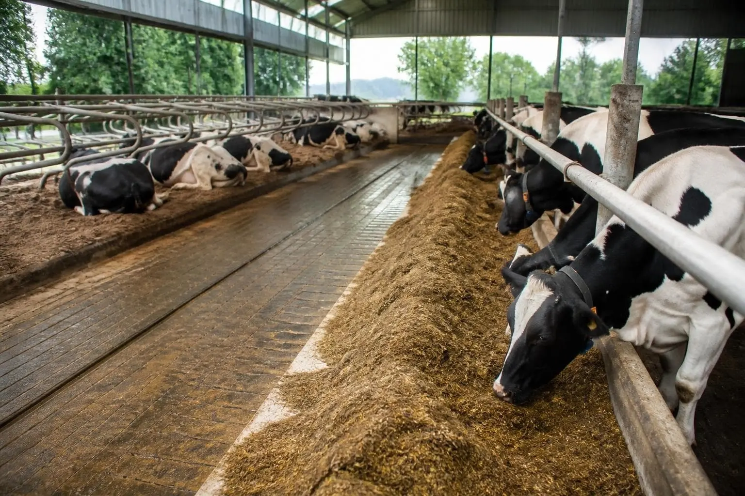 Holstein dairy cows lying in bedded stalls and standing at a feed bunk in a modern freestall barn with open sidewalls