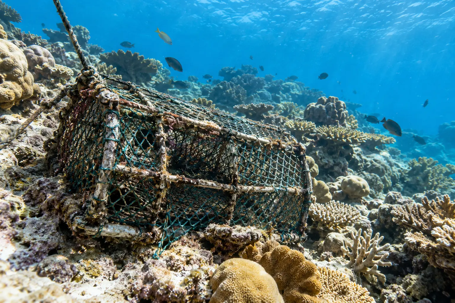 Illustration showing a lobster trap sliding across coral habitat under wind-driven waves.