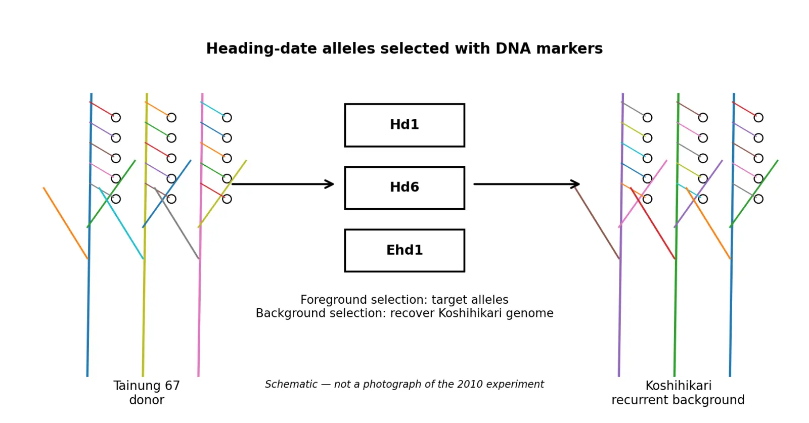 Diagram of rice plants and markers for Hd1, Hd6 and Ehd1 introgression into Koshihikari.