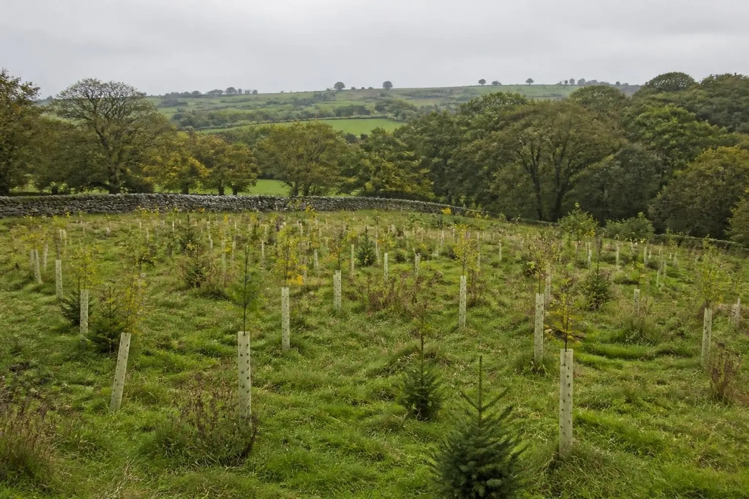 Rows of young broadleaf and conifer saplings in pale tree guards on a grassy farmland hillside, with a stone wall and older woodland behind