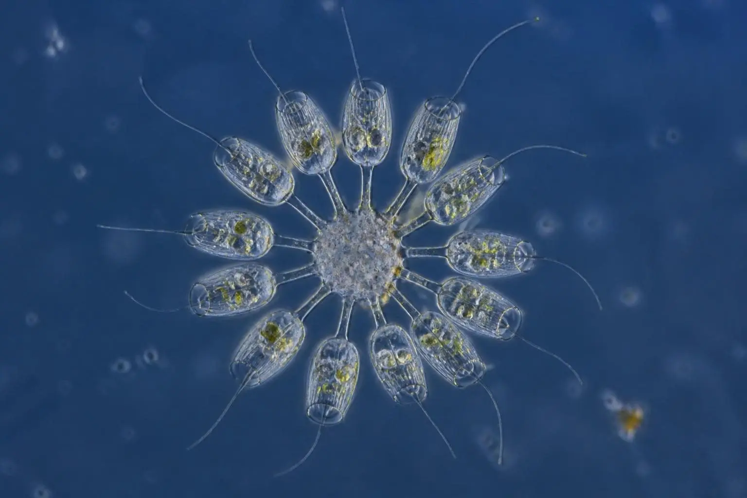 Rosette-shaped colony of small single-celled choanoflagellates, each with a collar and a flagellum, on a blue microscope background