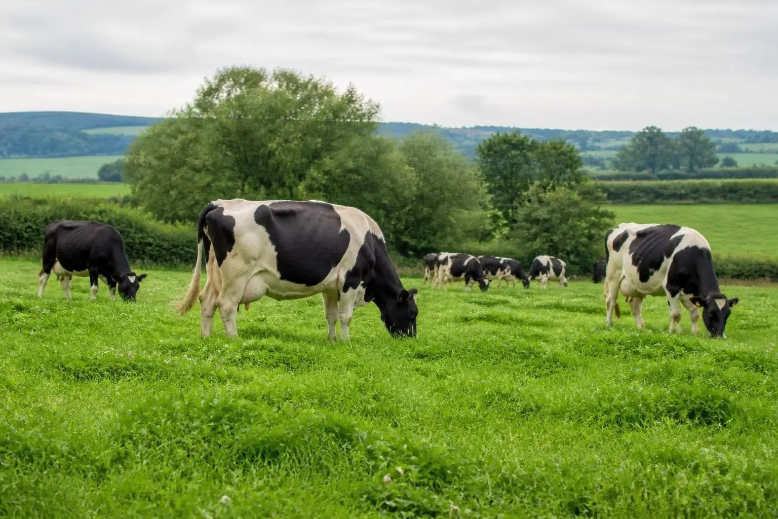 Black-and-white dairy cows grazing a green pasture with clover in the foreground, hedgerows and willow trees behind under a grey sky