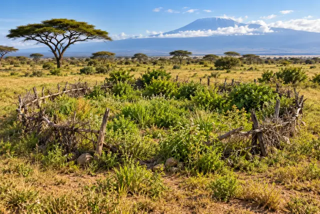 Illustration of an abandoned pastoral boma with dense vegetation in an East African savanna.