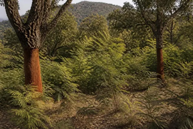 Cork oak trees with reddish stripped lower trunks standing in a dense green understorey on a wooded hillside, with hills behind