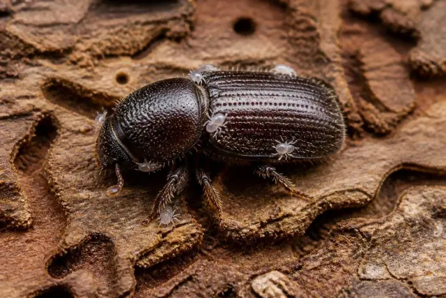 Macro view of a dark brown bark beetle on pine bark with several tiny pale mites clinging to its body and beetle galleries in the bark