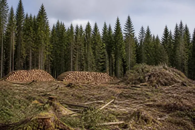 Neatly stacked spruce and pine logs and a pile of branches at the edge of a harvested clearing in a dense conifer forest under overcast northern light