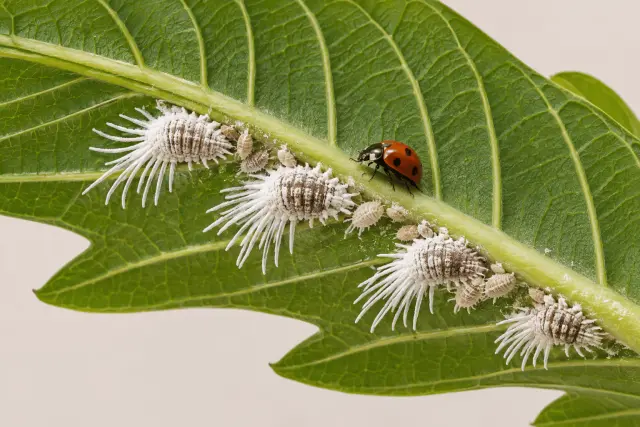 Illustration of waxy breadfruit mealybugs and a red-black ladybird predator on a green leaf.
