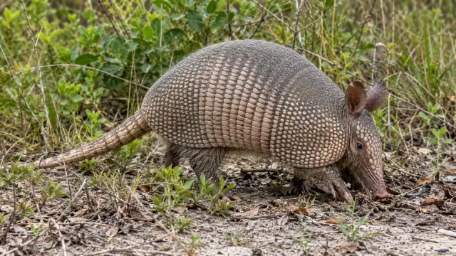 Nine-banded armadillo in profile, showing its armored bands, long snout and claws.
