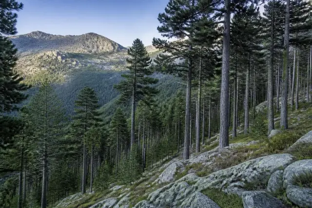 Tall straight-trunked five-needle pines with dense blue-green crowns on a rocky mountain slope, with distant peaks in soft morning light