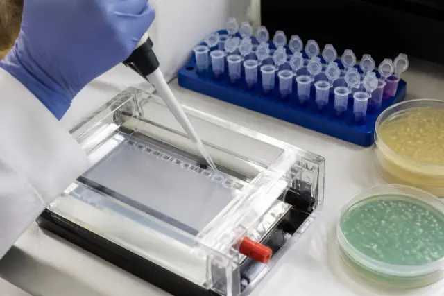 Gloved hand with a micropipette loading an agarose gel in an electrophoresis tank, with tube racks and petri dishes on a laboratory bench