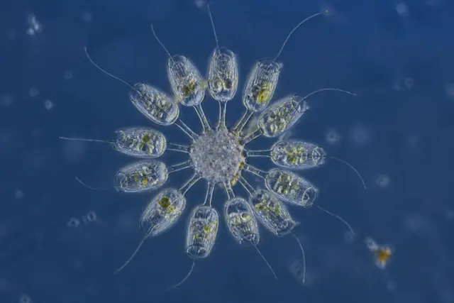 Rosette-shaped colony of small single-celled choanoflagellates, each with a collar and a flagellum, on a blue microscope background