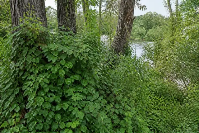 A dense climbing vine with glossy oval leaves covering shrubs and the lower trunks of poplars and willows beside a river