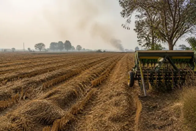 Rows of loose rice straw and short stubble on a harvested paddy field with a seed drill at the edge and a hazy sky in the distance