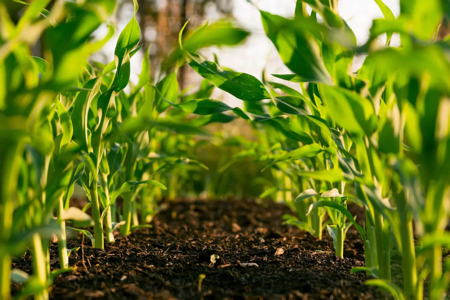 Rows of young maize seedlings growing in dark tilled soil, seen from ground level