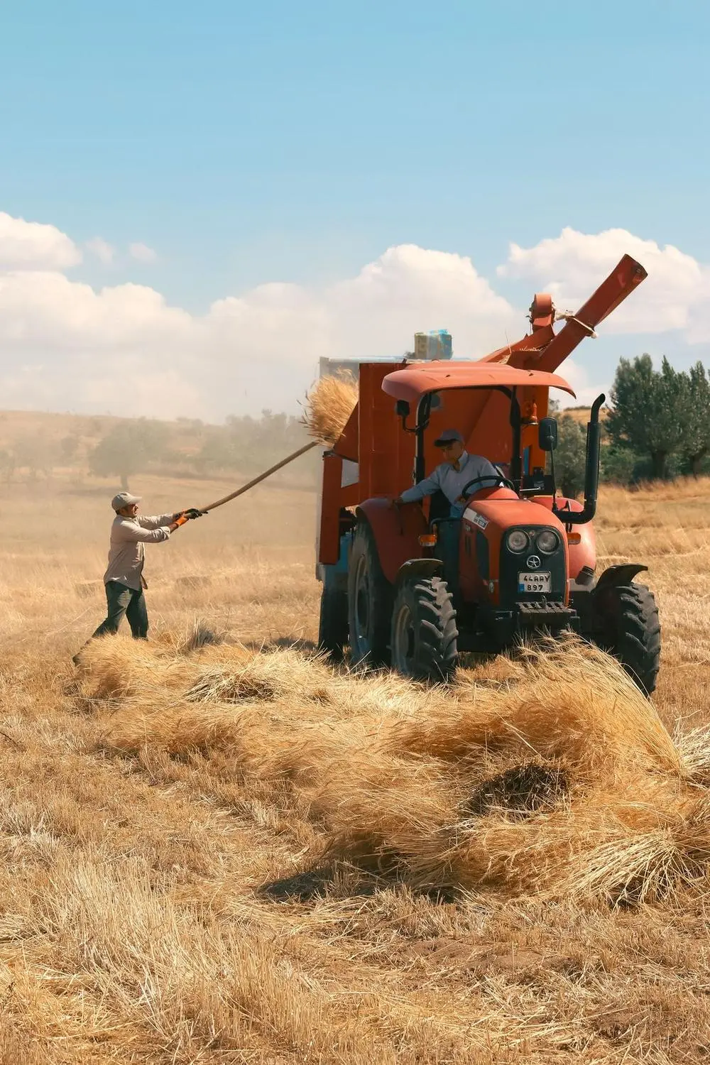 Farmer forking cut hay into an orange tractor's trailer on a dry summer field